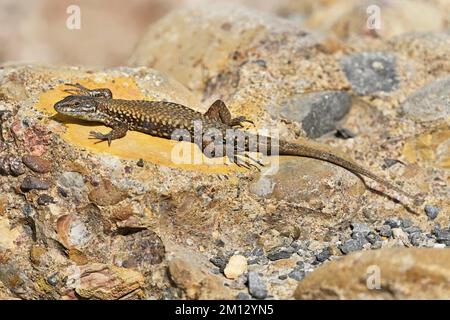 Lucertola di roccia iberica (Lacerta muralis), Svizzera, Europa Foto Stock