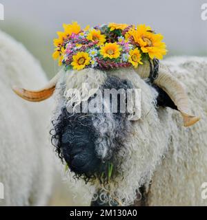 Pecora dal naso nero del Vallese (Ovis orientalis aries), il più bel buck con corona di fiori in testa, Shepherd's Weekend 2020, Belalp, Canton Vallese, Svizzera Foto Stock