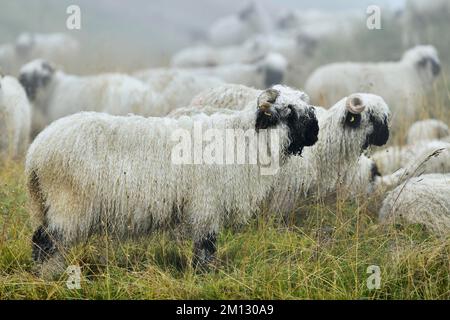 Pecora domestica a naso nero del Vallese (Ovis orientalis aries), in piedi in un prato, Shepherd's Weekend 2020, Belalp, Canton Vallese, Svizzera, Europa Foto Stock