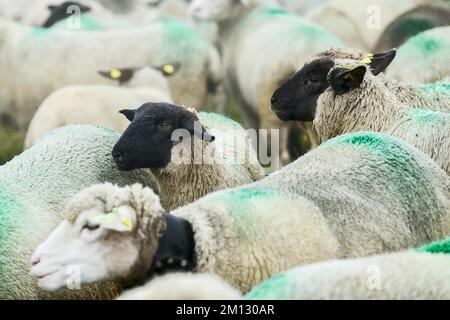 Pecora domestica a naso nero del Vallese (Ovis orientalis aries), in piedi sotto la pioggia, Shepherd's Weekend 2020, Belalp, Canton Vallese, Svizzera, Europa Foto Stock