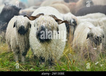 Pecora domestica a naso nero del Vallese (Ovis orientalis aries), in piedi sotto la pioggia, Shepherd's Weekend 2020, Belalp, Canton Vallese, Svizzera, Europa Foto Stock