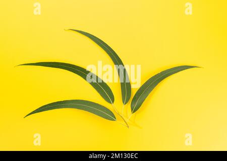 Foglie fresche di eucalipto isolate su fondo giallo Foto Stock