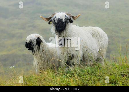 Pecora domestica dal naso nero del Vallese (Ovis orientalis aries), madre con giovane in piedi in un prato, fine settimana del pastore 2020, Belalp, Canton Vallese, SWI Foto Stock