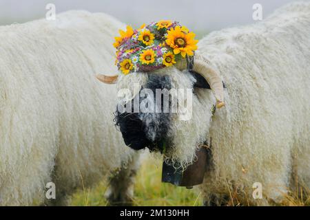 Pecora dal naso nero del Vallese (Ovis orientalis aries), il più bel buck con corona di fiori in testa, Shepherd's Weekend 2020, Belalp, Canton Vallese, Svizzera Foto Stock