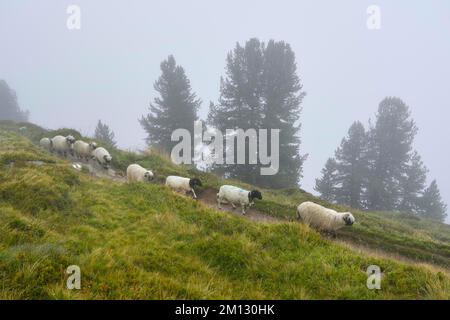 Un gregge di pecora nazionale Vallese dal naso nero (Ovis orientalis aries), durante la migrazione alpina, fine settimana dei pastori 2020, Belalp, Canton Vallese, SWI Foto Stock