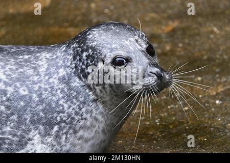 Sigillo di porto (Phoca vitulina), ritratto, prigioniero, Svizzera, Europa Foto Stock