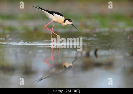 Stilt ad alette nere (Himantopus himantopus), in acqua, Canton Argovia, Svizzera, Europa Foto Stock