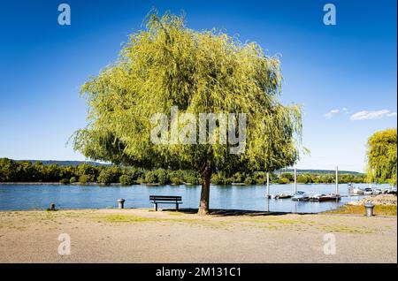 Riva del Reno nei pressi di Heidenfahrt/Rheinhessen, attività ricreative locali attraverso sport acquatici, nuoto, nautica e relax, Foto Stock