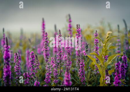 Umore mattutino all'Edersee in Assia, Loosecontife viola in fiore come primo piano, con singole ragnatele in primo piano, sfondo sfocato Foto Stock