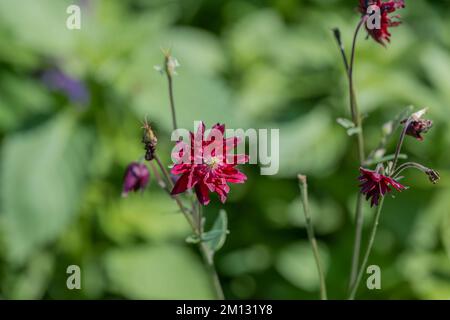 Aquilegia ex Bordeau Barlow è un colombino con due fiori viola Foto Stock