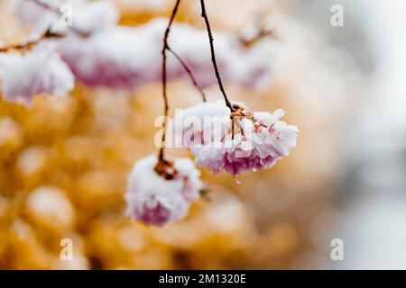 Ciliegio ornamentale giapponese in fiore, primavera invernale con neve, primo piano e sfondo sfocato Foto Stock