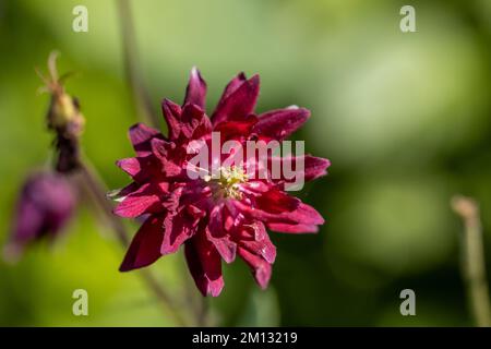 Aquilegia ex Bordeau Barlow è un colombino con due fiori viola Foto Stock