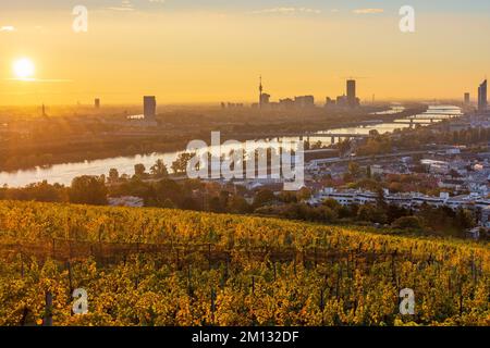 Vienna, alba a Vienna, vigneti, fiume Donau (Danubio), torre Donauturm, DC Tower 1, Millennium Tower, vista dalla collina di Nußberg nel 00. Panoramica, Austria Foto Stock