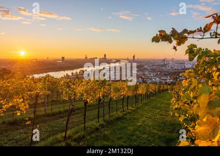 Vienna, alba a Vienna, vigneti, fiume Donau (Danubio), torre Donauturm, DC Tower 1, Millennium Tower, vista dalla collina di Nußberg nel 00. Panoramica, Austria Foto Stock