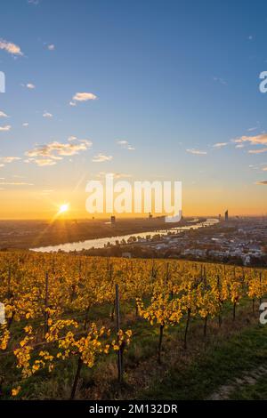 Vienna, alba a Vienna, vigneti, fiume Donau (Danubio), torre Donauturm, DC Tower 1, Millennium Tower, vista dalla collina di Nußberg nel 00. Panoramica, Austria Foto Stock