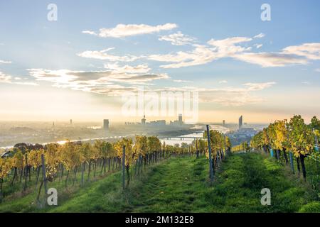 Vienna, alba a Vienna, vigneti, fiume Donau (Danubio), torre Donauturm, DC Tower 1, Millennium Tower, vista dalla collina di Nußberg nel 00. Panoramica, Austria Foto Stock