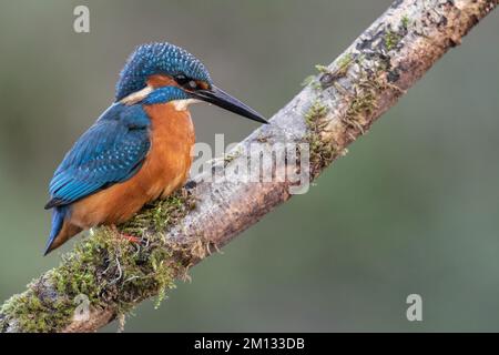 Kingfisher riposa su un persico di riva del fiume, che si affaccia sul suo territorio Foto Stock