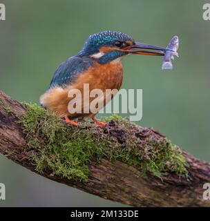 Kingfisher riposa su un persico di riva del fiume, che si affaccia sul suo territorio Foto Stock