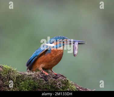 Kingfisher riposa su un persico di riva del fiume, che si affaccia sul suo territorio Foto Stock