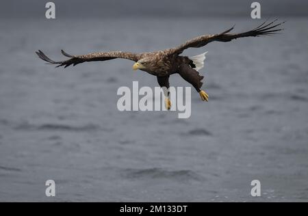 Le aquile dalla coda bianca, dopo essere state reintrodotte in Scozia sono ora fiorenti, l'Isola di Mull in Scozia è uno dei posti migliori nel Regno Unito per vederle. Foto Stock