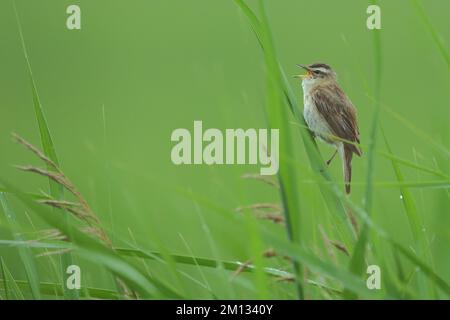 Sedge Warbler (Acrocephalus schoenobaenus) in canne verdi, lame d'erba, Illmitz, Seewinkel, Lago Neusiedl, Burgenland, Austria, Europa Foto Stock