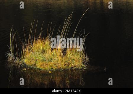 Bult nel lago di palude, autunno, ciuffi d'erba, lame d'erba, acqua, Buio, emozione, vuoto, calma, Lac de Lispach, La Bresse, Vosgi, Lorena, fra Foto Stock