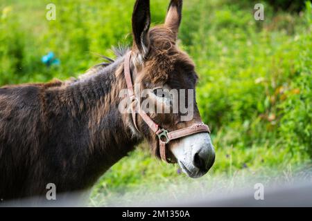 La testa di un asino irlandese in primo piano Foto Stock