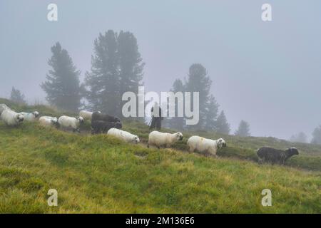 Un pastore con un gregge di pecora domestica dal naso nero del Vallese (Ovis orientalis aries), in piedi sotto la pioggia durante la migrazione alpina, l'Ape dei Pastori Foto Stock