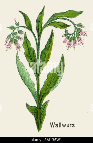 comfrey Symphytum officinale, (libro di botanica, 1908), Echter Beinwell Foto Stock