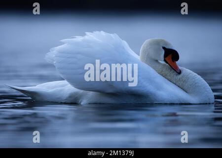 Un bel cigno muto maschio adulto è visto in una posizione bassa insolita slung mentre mantiene le sue piume in su nella minaccia o nella postura di esposizione Foto Stock