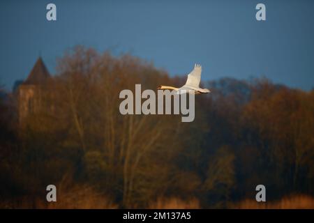 Un grande cigno muto adulto vola davanti agli alberi e una chiesa con cielo blu sopra. Foto Stock