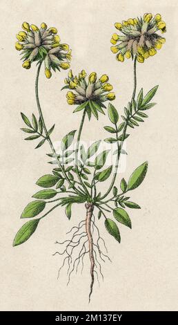 Kidneyvecch comune, vetch rene, woundwort Anthyllis Vulneraria, (botany book, 1879), Wundklee Foto Stock