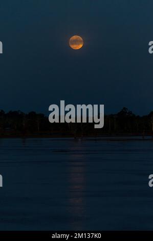 Notte di luna piena nella foresta amazzonica lungo il fiume amazzonico Foto Stock