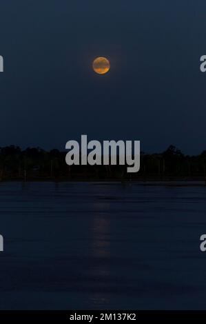 Notte di luna piena nella foresta amazzonica lungo il fiume amazzonico Foto Stock