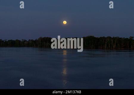 Notte di luna piena nella foresta amazzonica lungo il fiume amazzonico Foto Stock