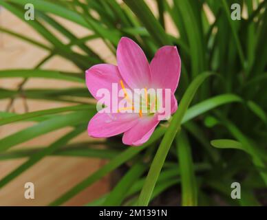 Il roseo di Zephyranthes, comunemente conosciuto come il zephyrlily cubano, il giglio di pioggia roseo, il giglio di fata di rosa, il giglio di zephyr di rosa o il giglio di pioggia rosa. Foto Stock