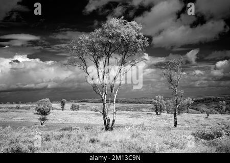 Immagine infrarossa in bianco e nero di un paesaggio Cannock Chase, in una zona di straordinaria bellezza naturale Staffordshire Inghilterra Regno Unito Foto Stock