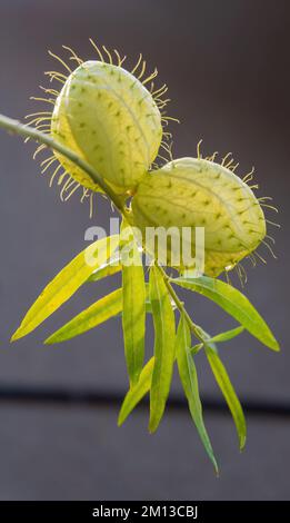 Gomphocarpus frutticosus rami con palle verdi con aria Foto Stock