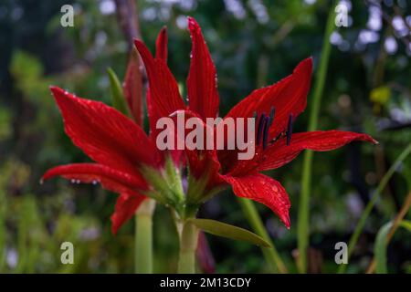 Enorme fiore di giglio rosso luminoso Amaryllis nel giardino con gocce d'acqua sui petali Foto Stock