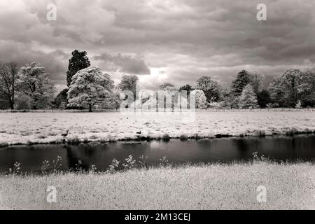 Fotografia in bianco e nero del parco inglese Cannock Chase AONB Area di straordinaria bellezza naturale in Staffordshire Inghilterra Regno Unito Foto Stock