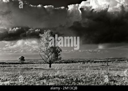 Fotografia in bianco e nero delle nuvole di tempesta sopra la brughiera su Cannock Chase AONB Area di eccezionale bellezza naturale in Staffordshire Inghilterra Foto Stock