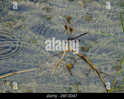 Brachymesia gravida, il pinnante a quattro macchie di drangonfly, arroccato su un bastone. Foto Stock