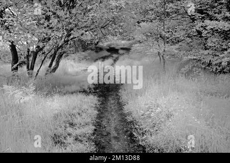 Bella fotografia d'arte di alberi in bianco e nero, un'immagine della natura in estate nei boschi e foreste di Cannock Chase AONB Foto Stock