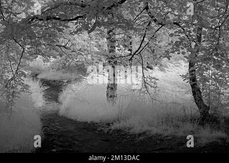 Bella fotografia d'arte di alberi in bianco e nero, un'immagine della natura in estate nei boschi e foreste di Cannock Chase AONB Foto Stock