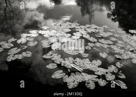 Belle arti in bianco e nero fotografia di Lily pad e riflessioni in piscina a Brindley Heath su Cannock Chase AONB Area di straordinaria bellezza naturale Foto Stock