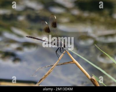Brachymesia gravida, il pinnante a quattro macchie di drangonfly, arroccato su un bastone. Foto Stock