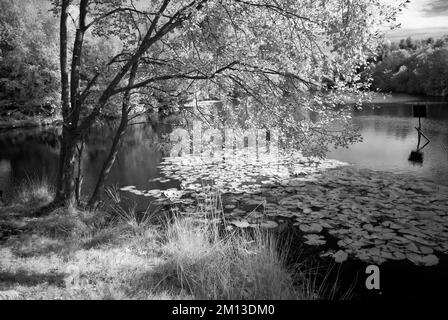 Fotografia in bianco e nero delle piscine di Horsepasure su Cannock Chase AONB Area of Outstanding Natural Beauty in Staffordshire Inghilterra Regno Unito Foto Stock