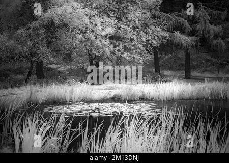 Fotografia in bianco e nero della piscina Birches Valley nella foresta di Cannock Chase, un'area di straordinaria bellezza naturale Foto Stock