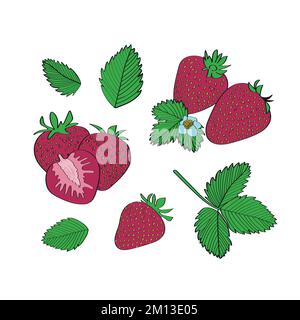 Set di fragole. Illustrazione vettoriale in stile disegnato a mano. Illustrazione Vettoriale