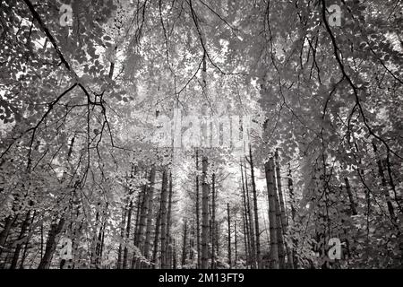 Fotografia in bianco e nero del legno di faggio sul bordo della foresta di Cannock, Cannock Chase AONB Area di eccezionale bellezza naturale in Staffordshire Eng Foto Stock